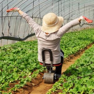 TULGIGS  Foldable Rotary Chair Red Pepper Picker Chairs, Perfect For Gardening, Garden Farming, Farm Work, Field work