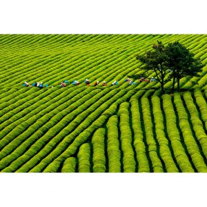 TULGIGS Korea Organic Matcha Green Tea Powder 7Oz(200g)-Authentic Korean Origin